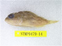 藏品(眉鬚鱗頭鮋)的圖片